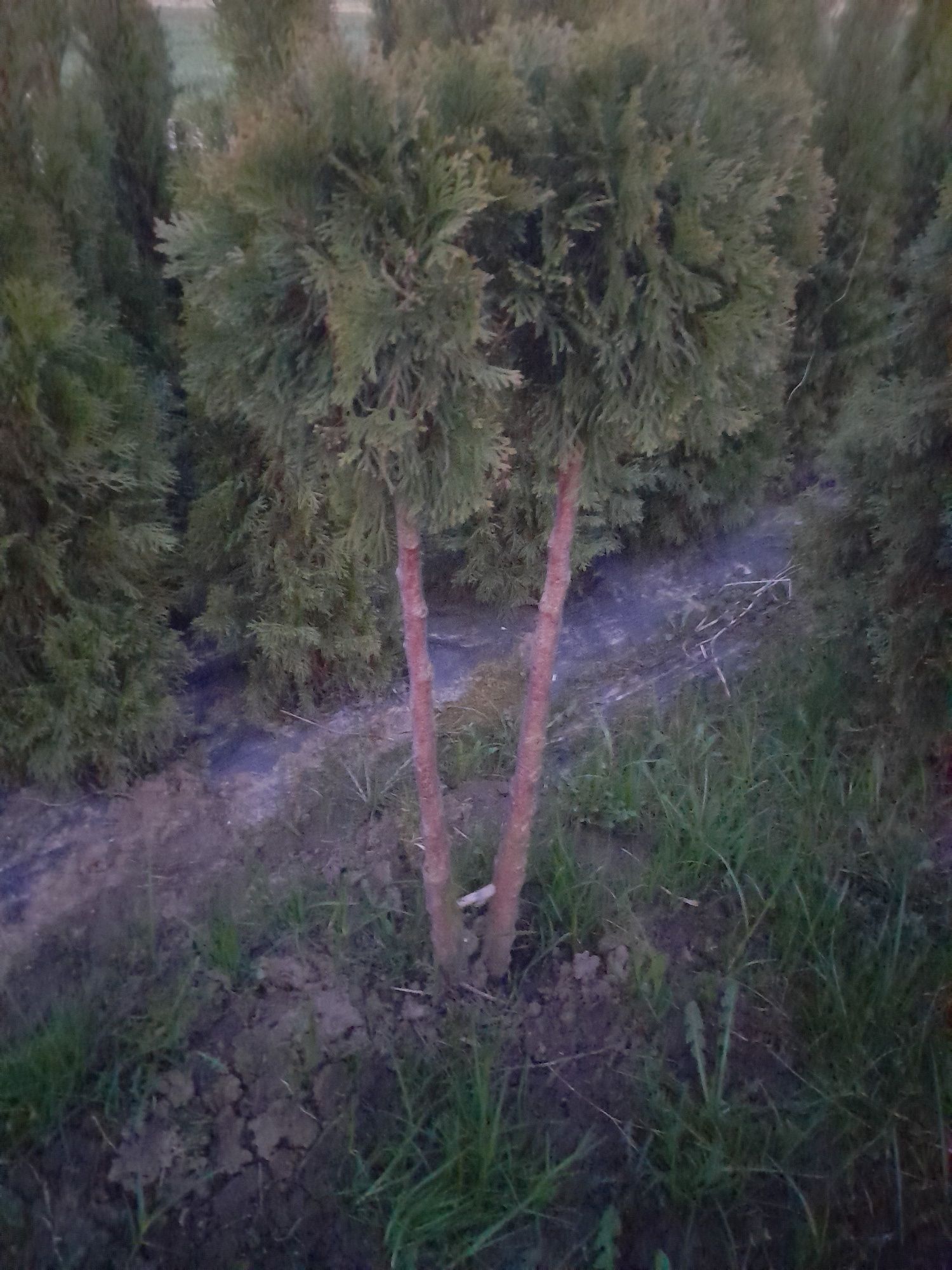 Tuje Bonsai iglaki
