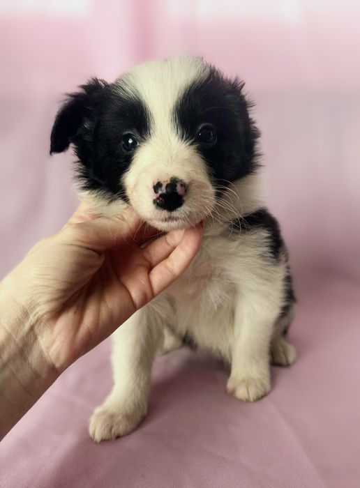 Border Collie suczka Mamba