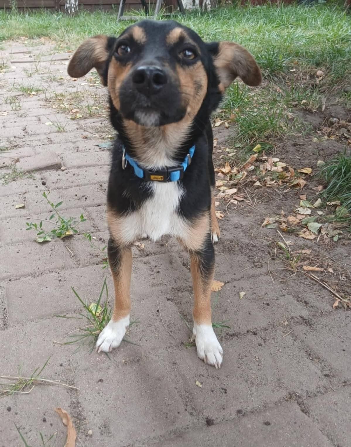 Mały Piesek do adopcji