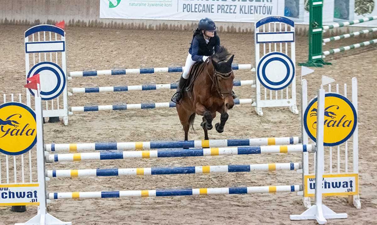 Odważna klacz do skoków lub WKKW