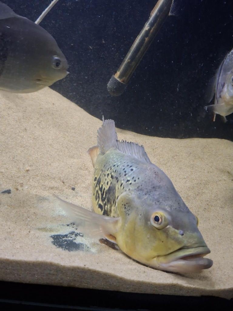 Cichla kelberi 40cm