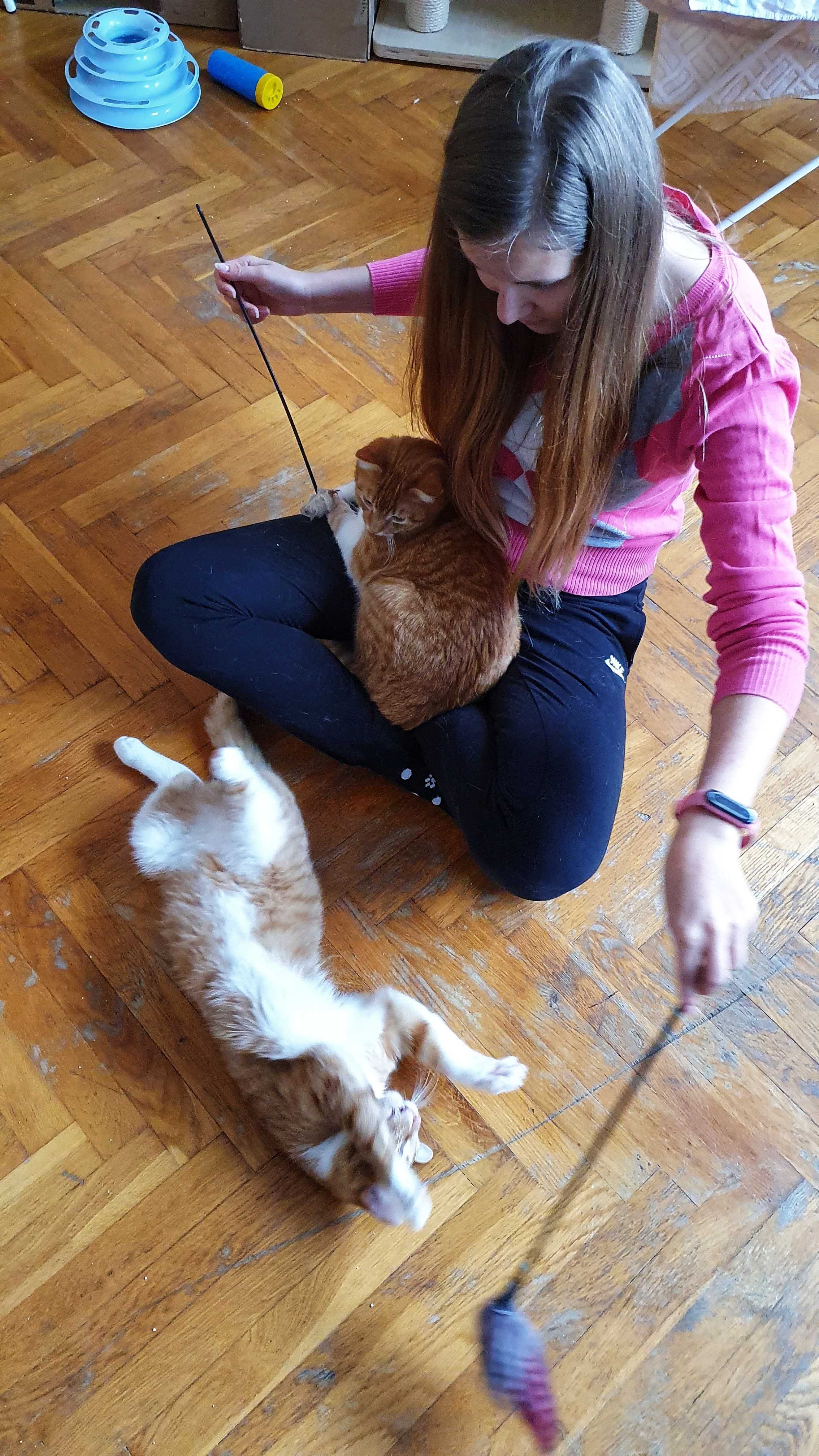 Opieka nad kotem / petsitter / catsitter