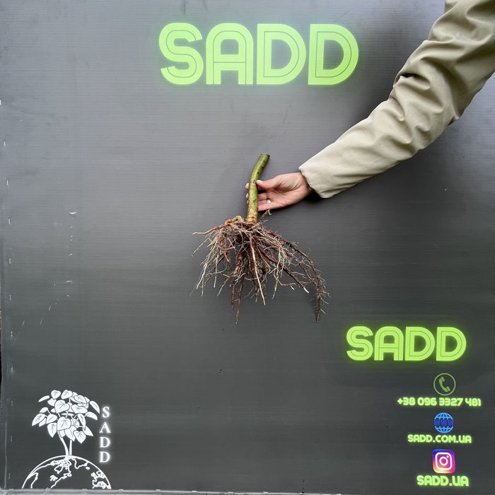 Павловнія 9501, Павловния Медоносна із стовбуром 1см