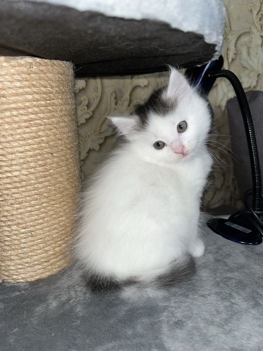 Кошеня в добрі руки