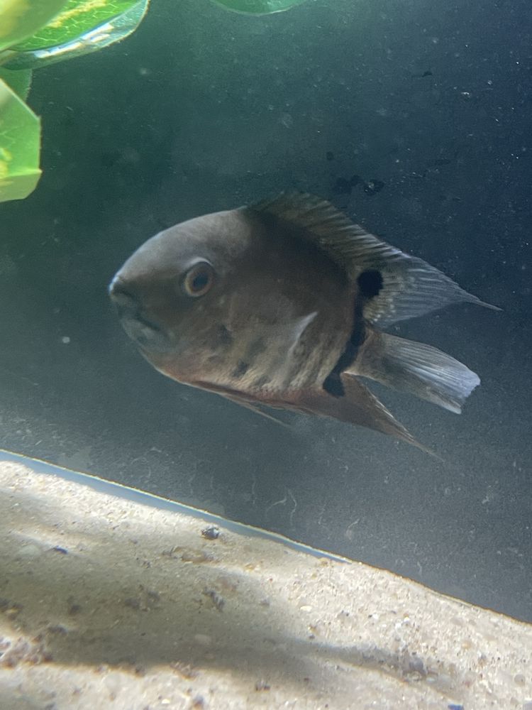casal de heros severum selvagem