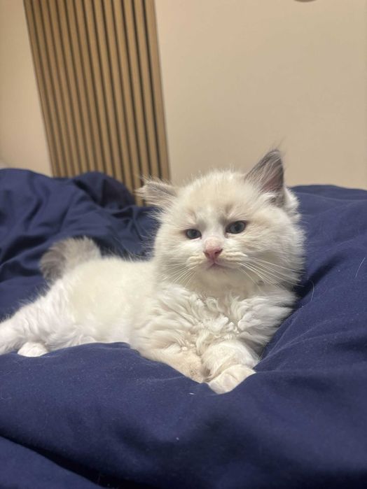 Kocięta Ragdoll z rodowodem FPL/FIFE