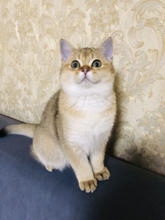 Золотий красень. Шиншилла. Купити в Київі в Україні.