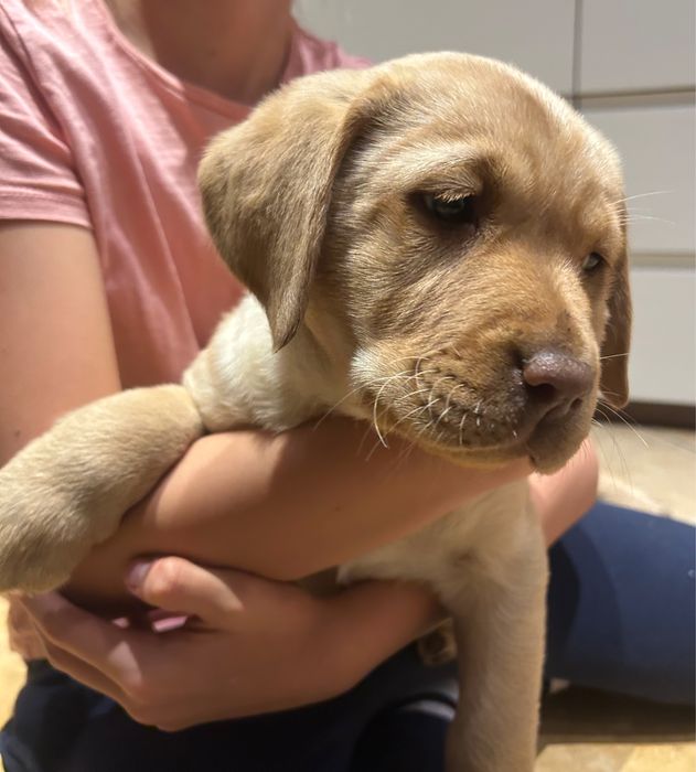 Lablador Retriever Biszkoptowy