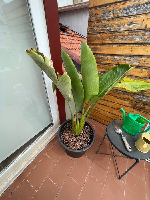 Strelitzia Nicolai