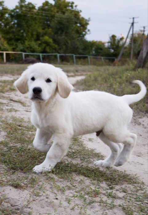 Надзвичайно гарний хлопчик золотистого ретривера