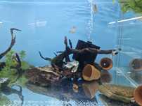 Ramirezi german blue
