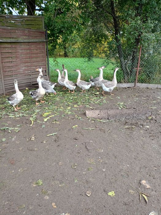 Sprzedam młode gęsi i młode kaczki