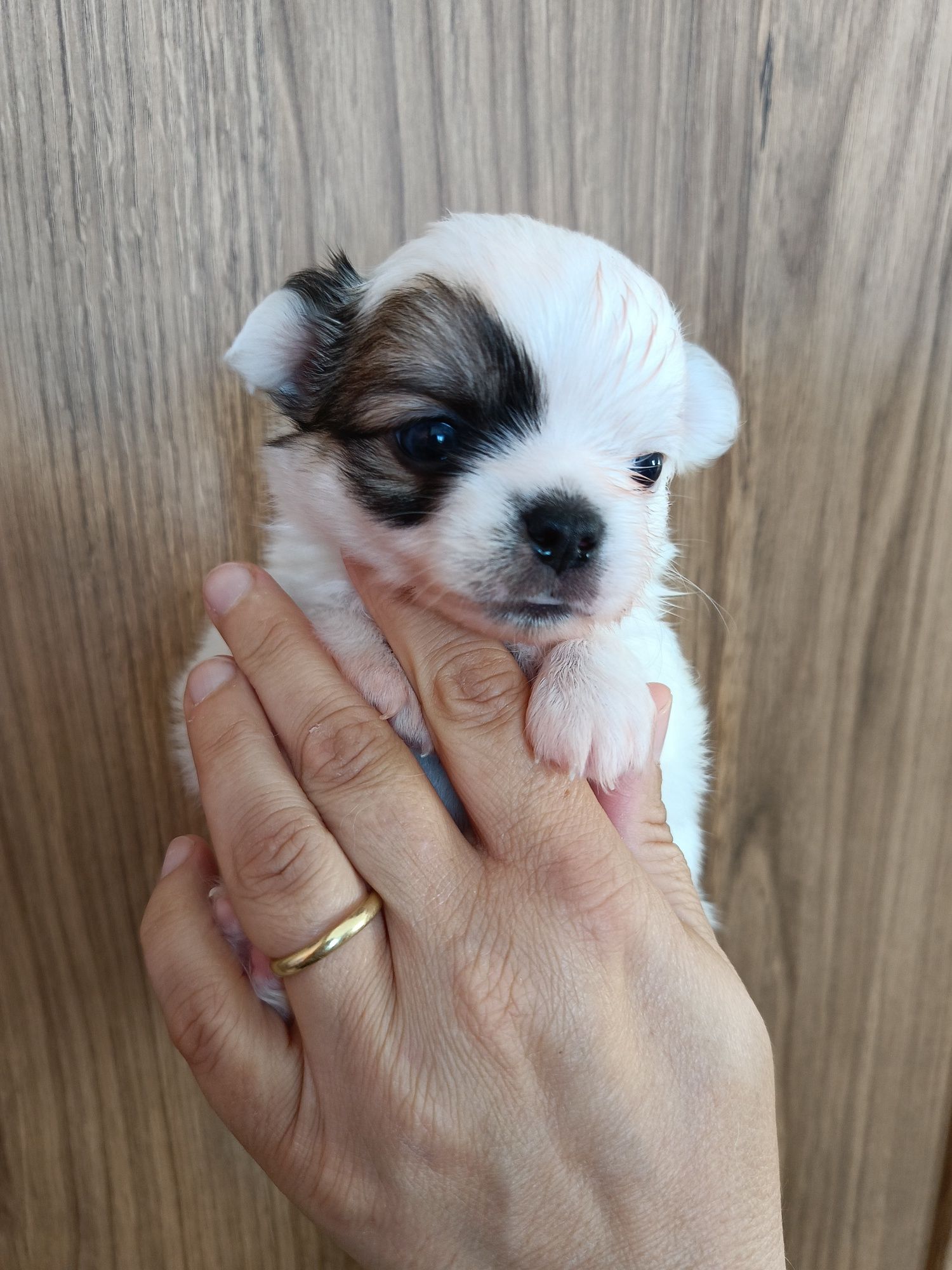 Długowłosy chihuahua