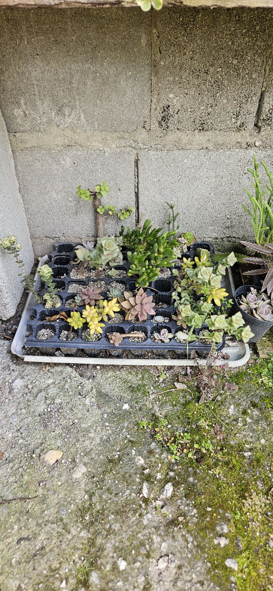 Suculentas e cactos