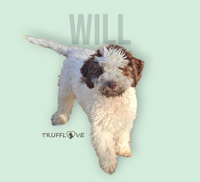 Lagotto Romagnolo FCI – biało-brązowy piesek, miot STRANGER, Trufflove