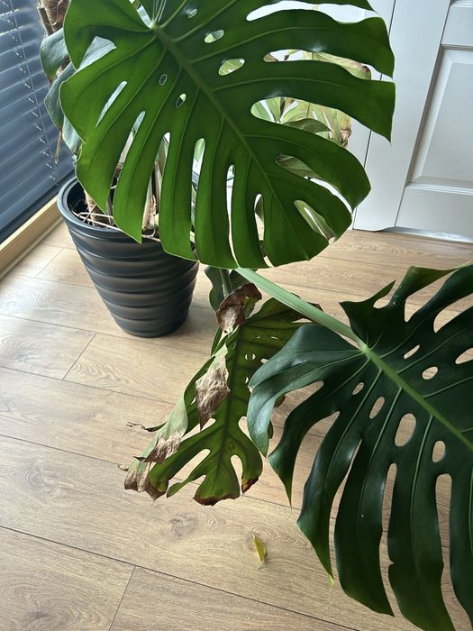 Kwiat Monstera Deltoides