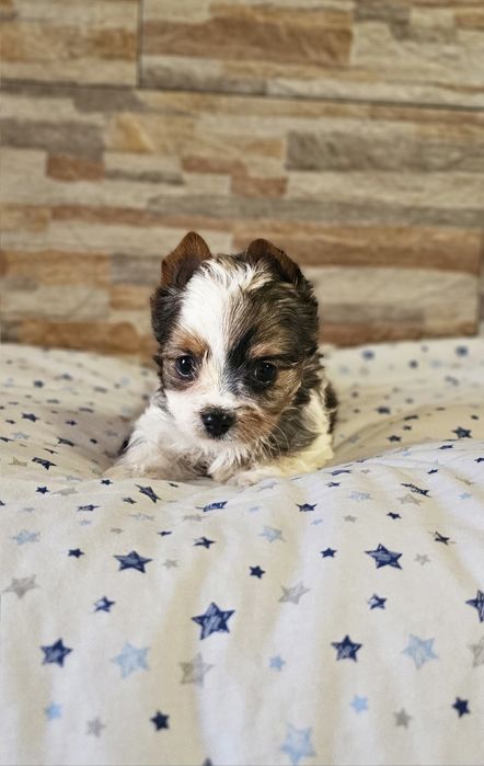 Yorkshire Terrier Blueberry śliczny piesek york