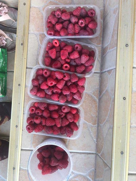 Саджанці малини, сорт Моравілла, ремонтантний, високоврожайний.