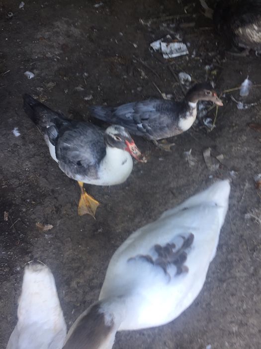 Продам індокачки, гуси, качки голубий фаворит