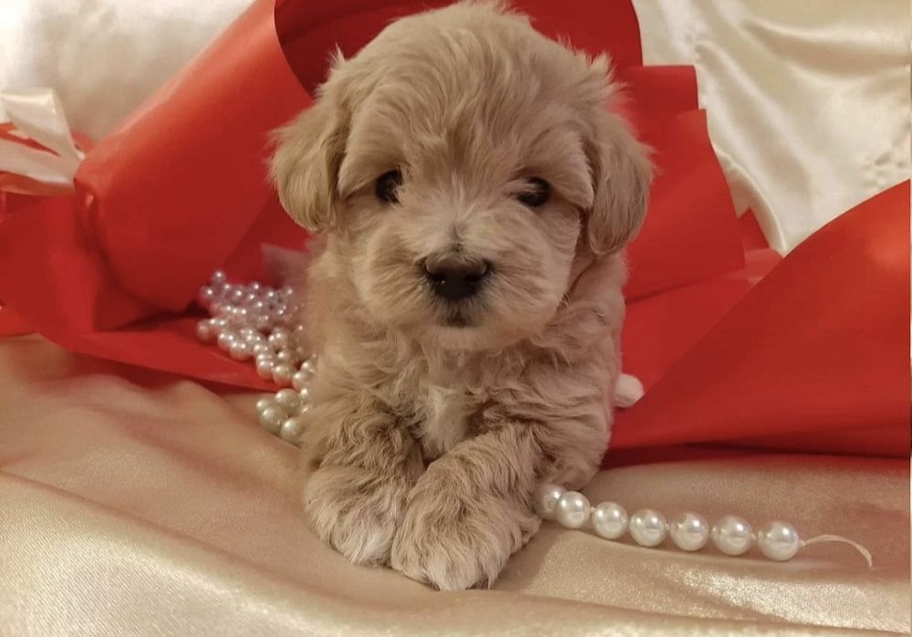 Няшные Мальтипу мини