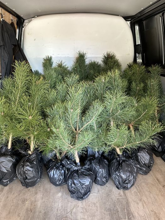 Саженцы Сосни Кримской, купить саженцы Сосни. Разной висоти.