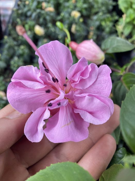 Фуксія колізія будра діхондра фіалки