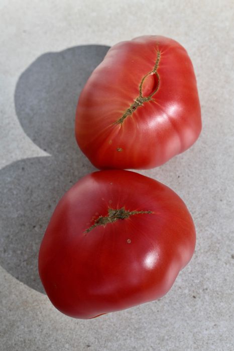 wspaniała odmiana pomidor Raspberry Miracle