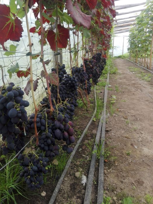 Sadzonki winorośli deserowych, winogrono, winogron, winorośl
