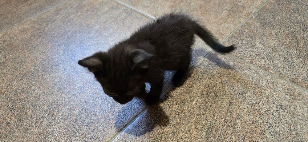 Отдам котят в хорошие руки