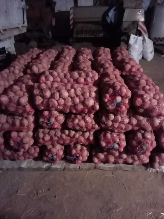 Продам столовий буряк