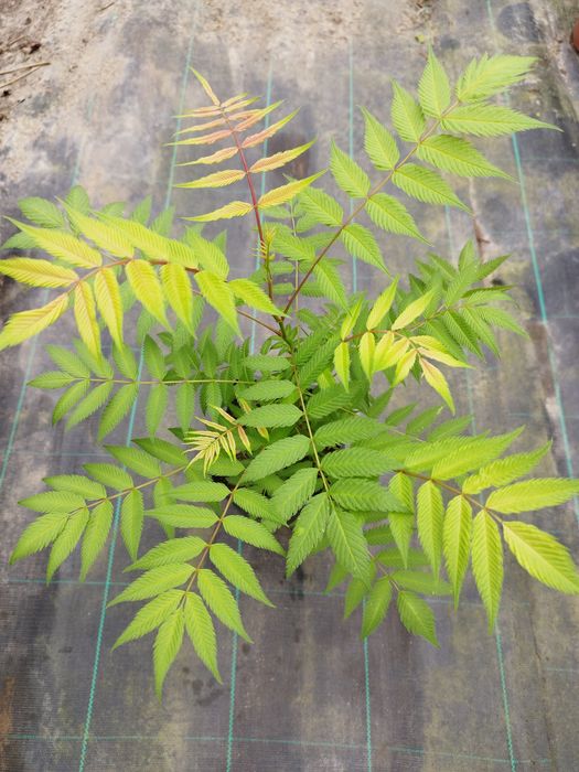 Plantas e Palmeiras