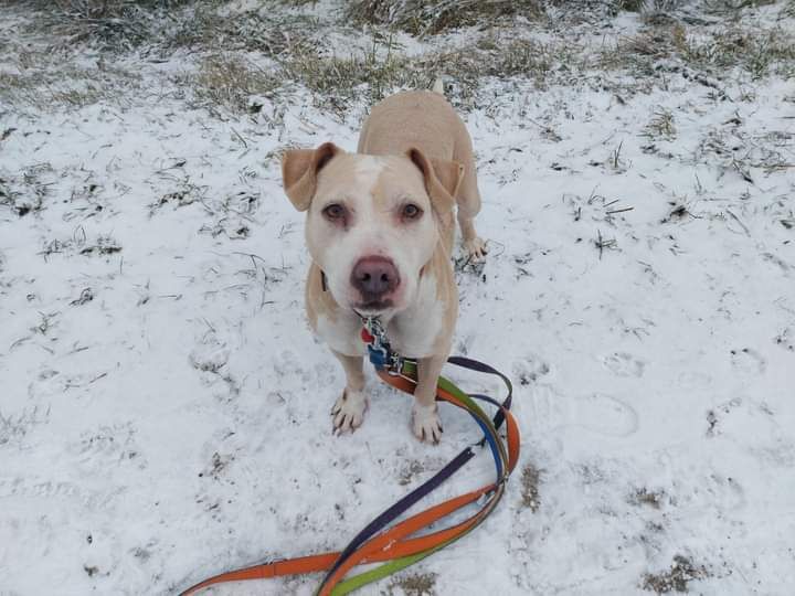 Hera czeka na nowy dom...