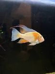 Ziemiojad Acarichthys heckeli albino stado 4szt