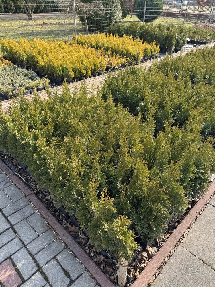 Hurt detal thuja szmaragdowa szmaragd
