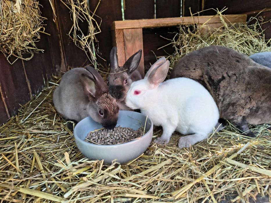 Mini rex kuna brązowa niebieska samiec samica