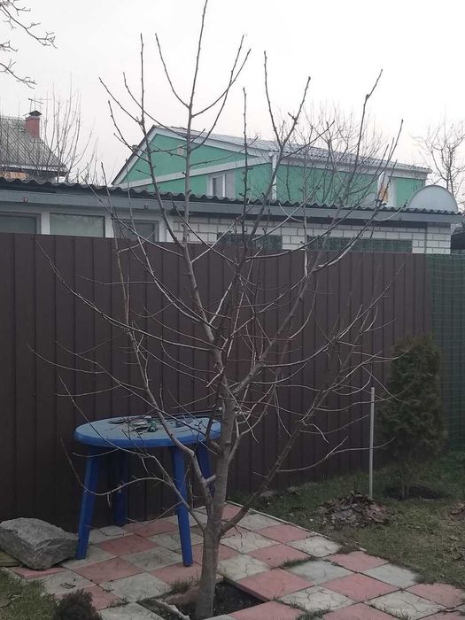 Обрезка деревьев, плодового сада. Химические обработки