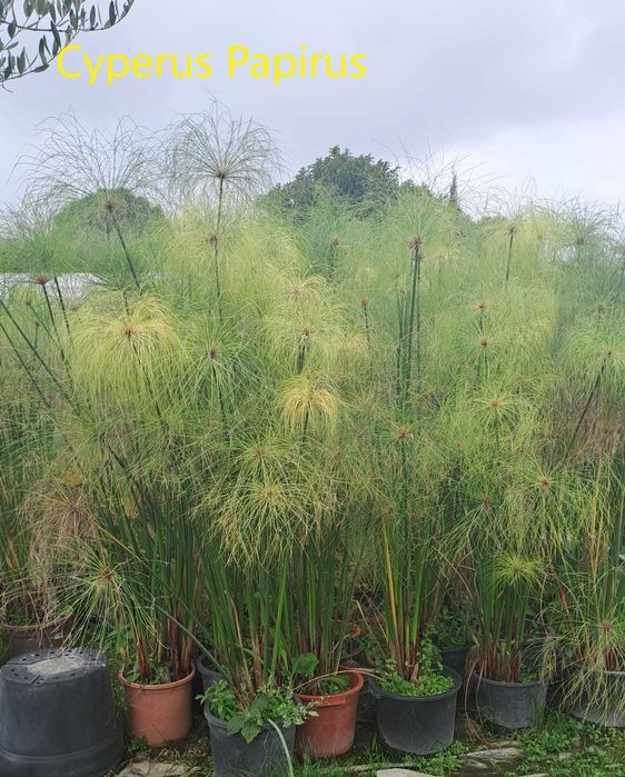 Papiros (Cyperus Papyrus)
