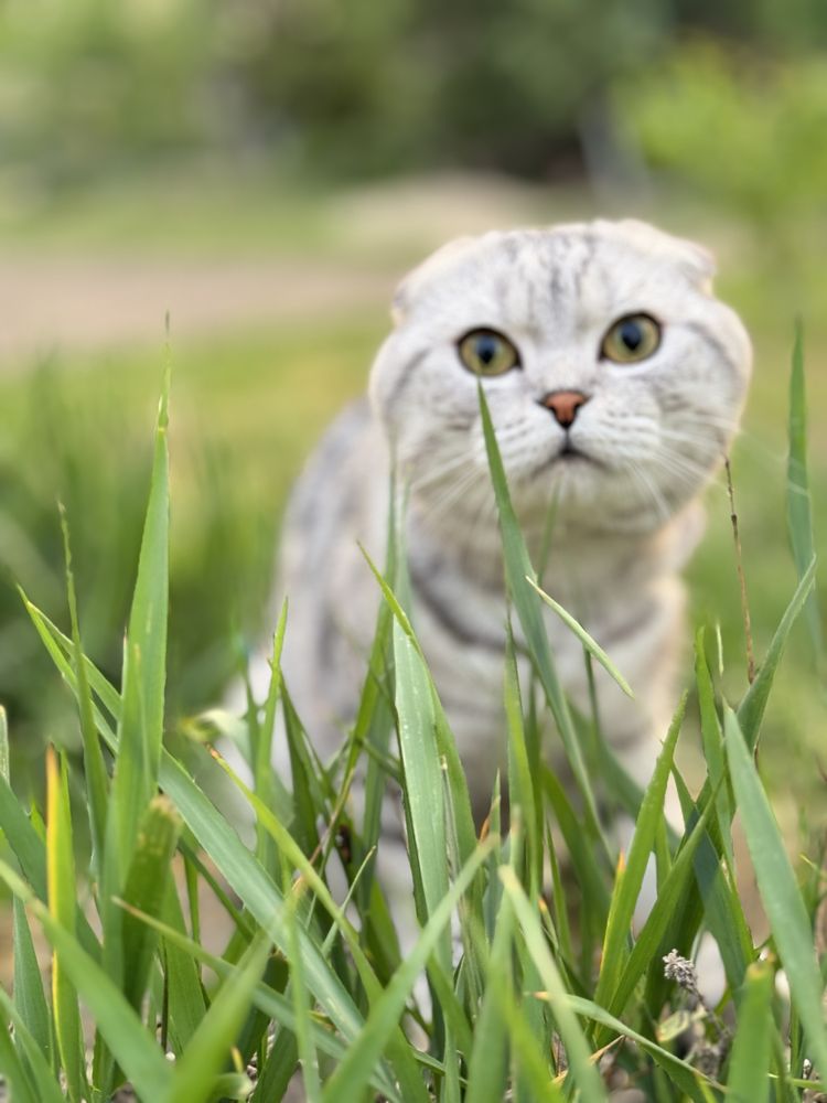 Шотландский кот Вязка