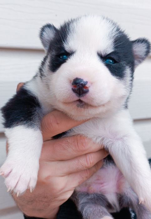 Хлопчик! Хаскі! Продаж