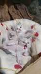 Gatinhos para doar