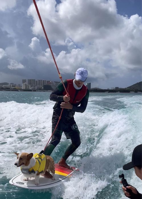 Bezpieczna kamizelka ratunkowa dla psa