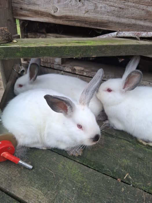 Młode kalifornijski czarny