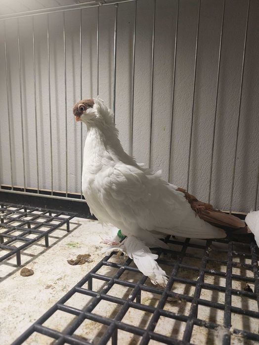 Krymki białostockie 25r samiczki 2szt