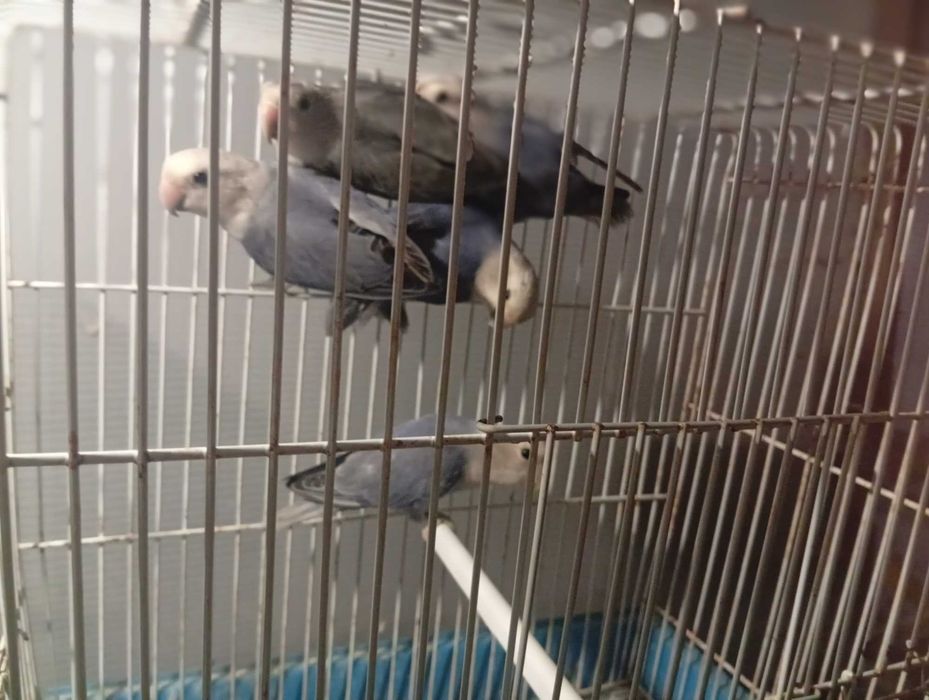 Ring necks agapórnis kakariquis e forpus