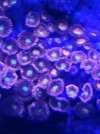 Zoantus koralowiec morski