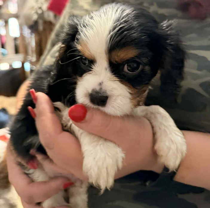 Śliczny  chłopczyk