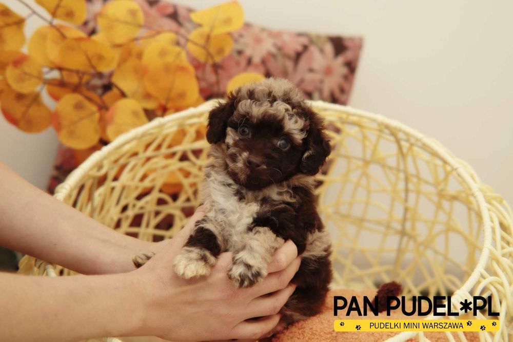 Pudel Toy/Mała Miniatura Nietypowy Piesek Chocolate Merle Już Odbiór