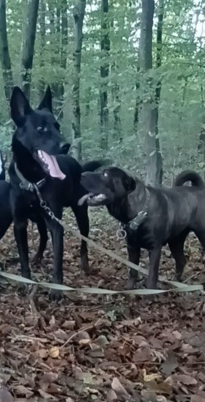 Тварини в добрі руки