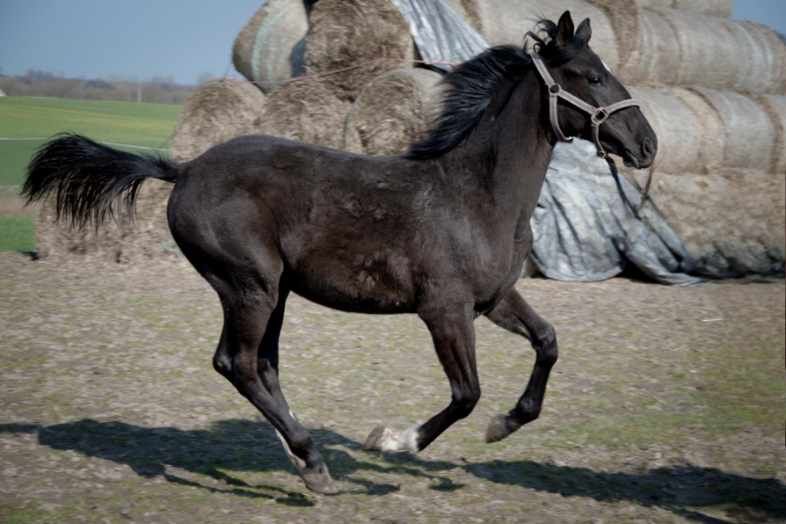 Klacz wielkopolska roczna