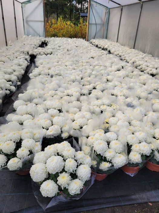 Chryzantemy Wielkokwiatowe * Średniokwiatowe *ANASTAZJA*IRINA*ROSELA*